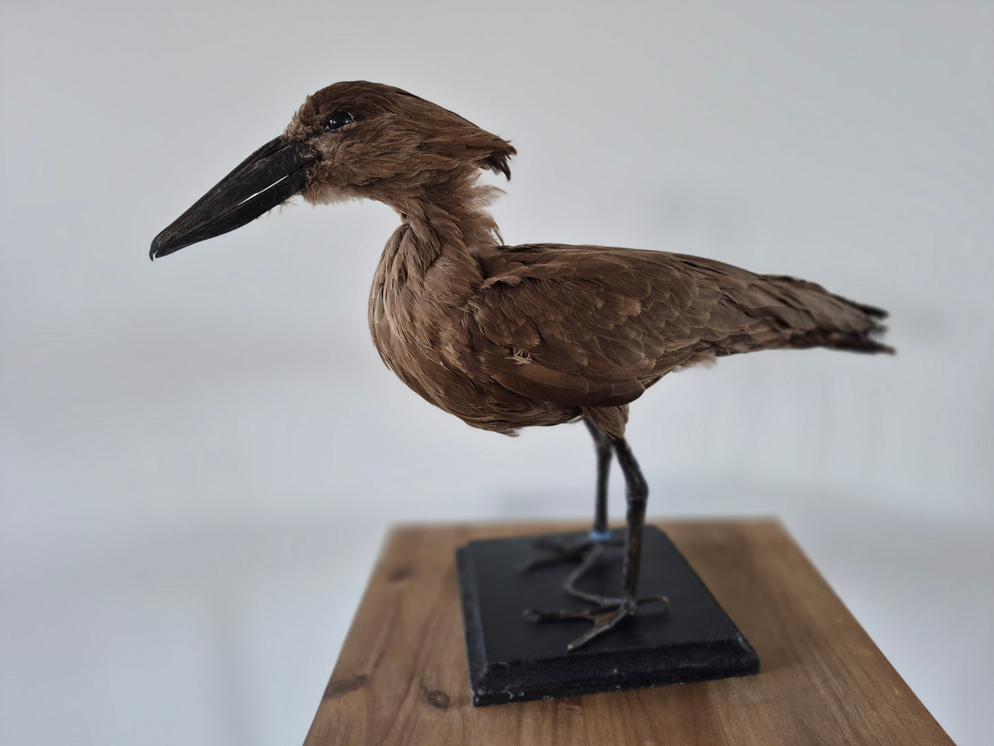 Hamerkop
