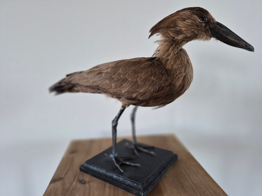 Hamerkop