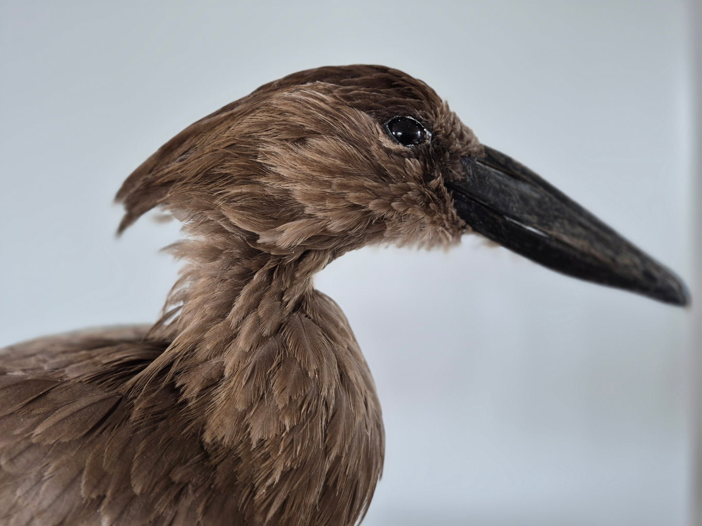 Hamerkop