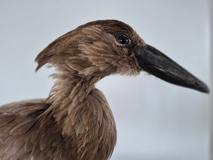 Hamerkop