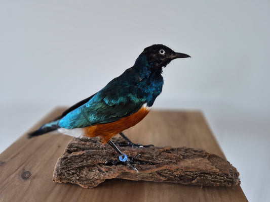 Driekleurglansspreeuw