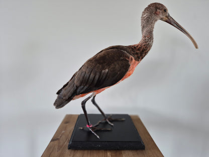 Rode ibis (juveniel)