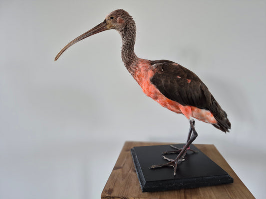 Rode ibis (juveniel)