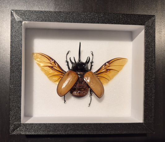 5-hoornige neushoornkever