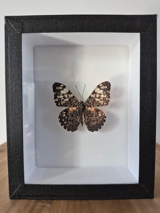 Epinome cracker vlinder