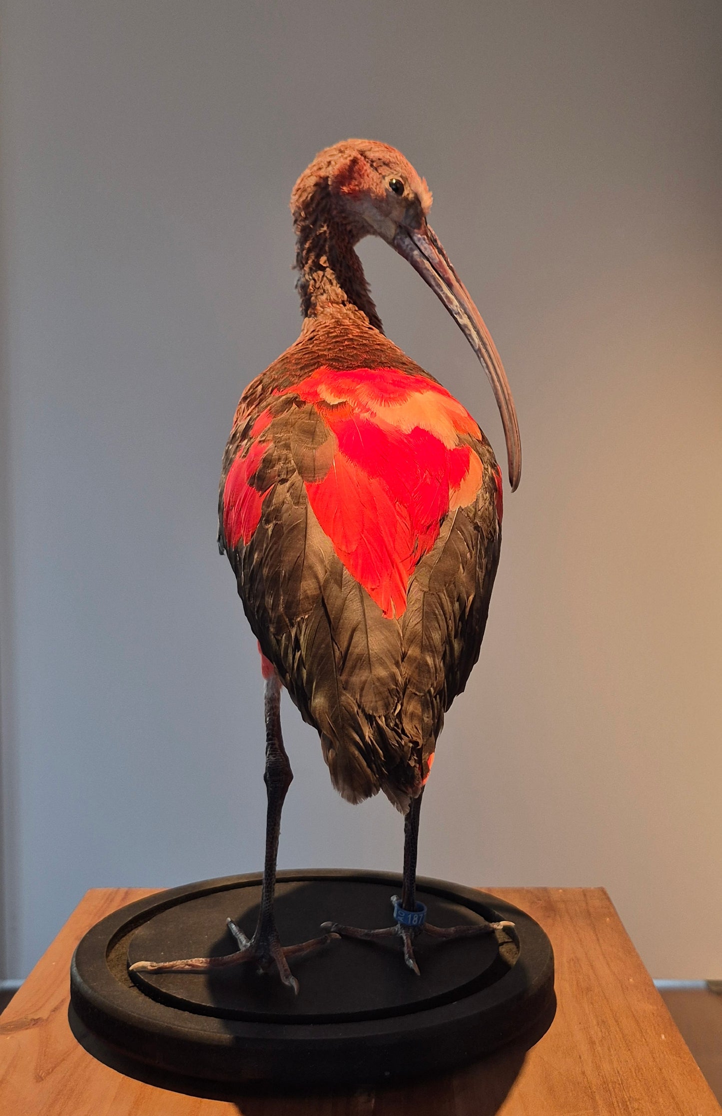 Rode ibis (juviniel)