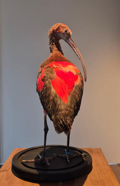 Rode ibis (juviniel)