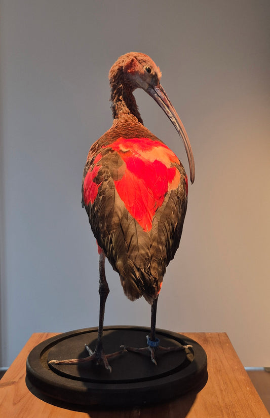 Rode ibis (juviniel)