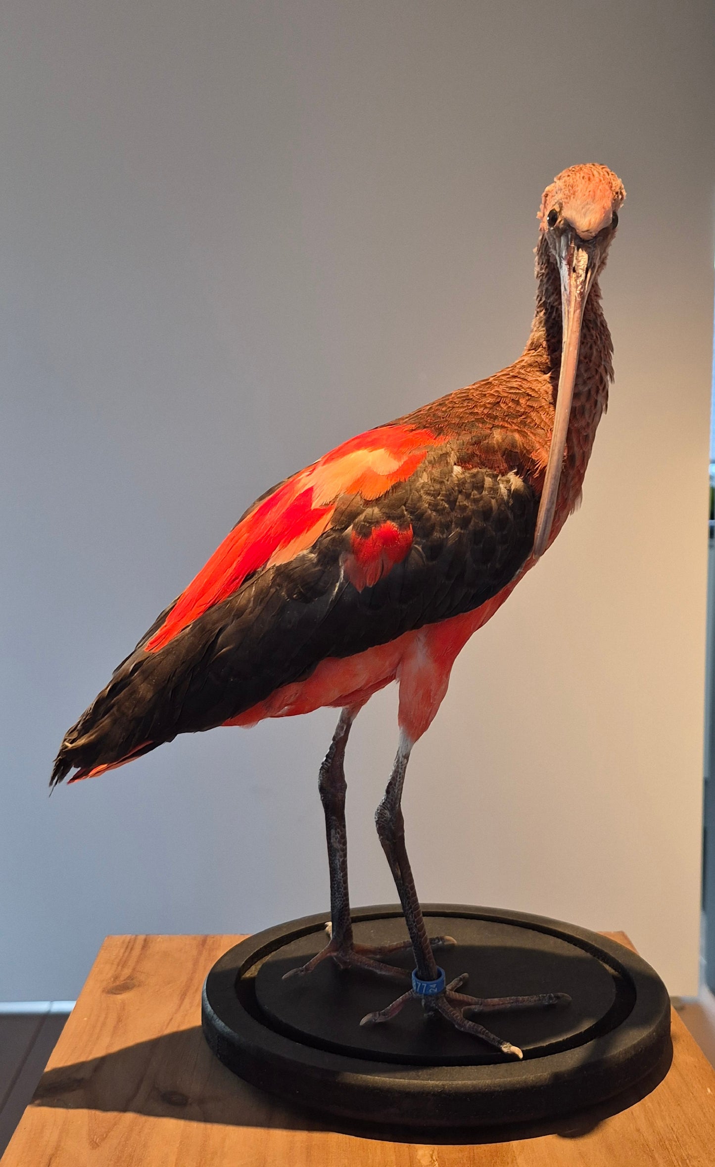 Rode ibis (juviniel)