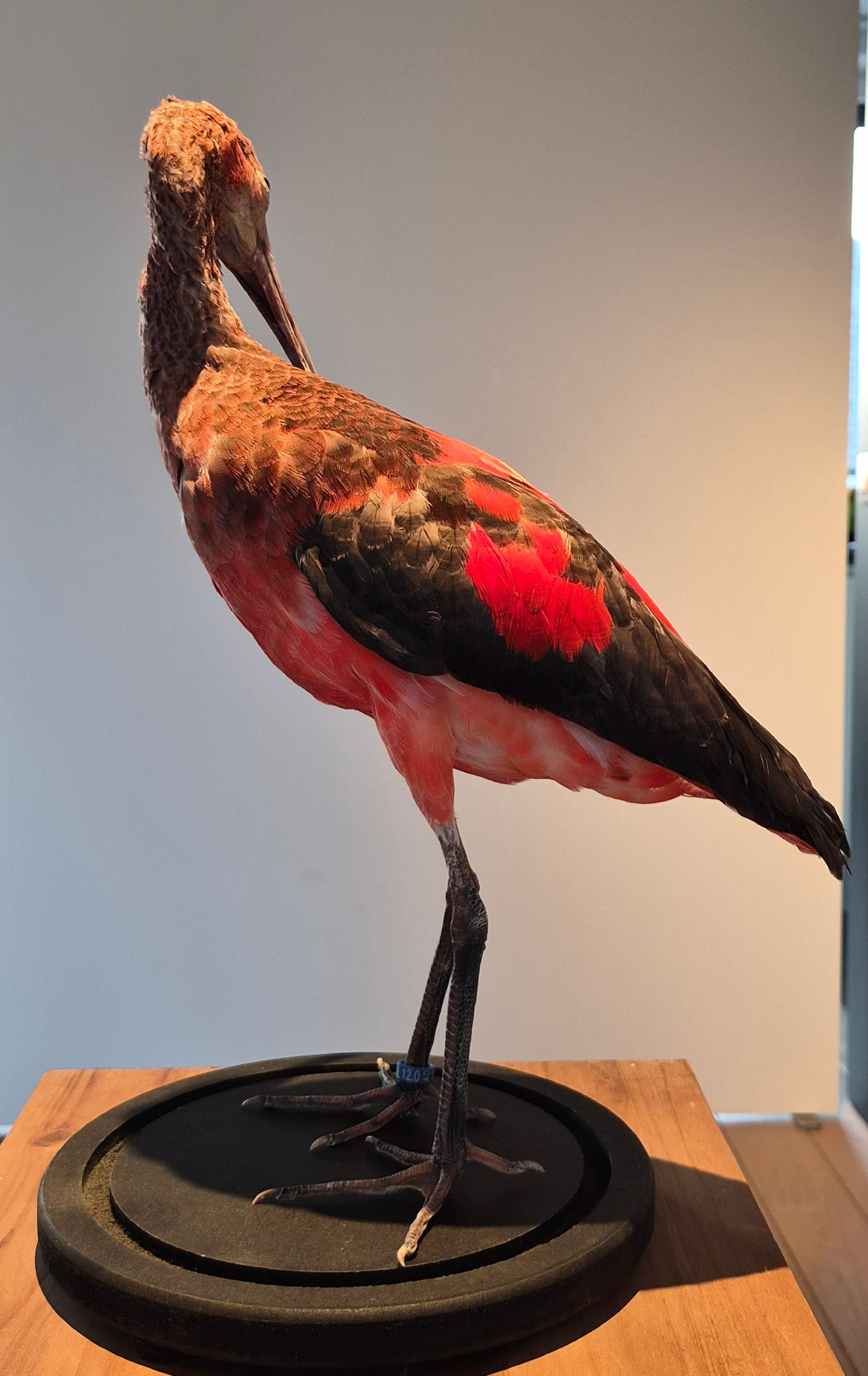 Rode ibis (juviniel)